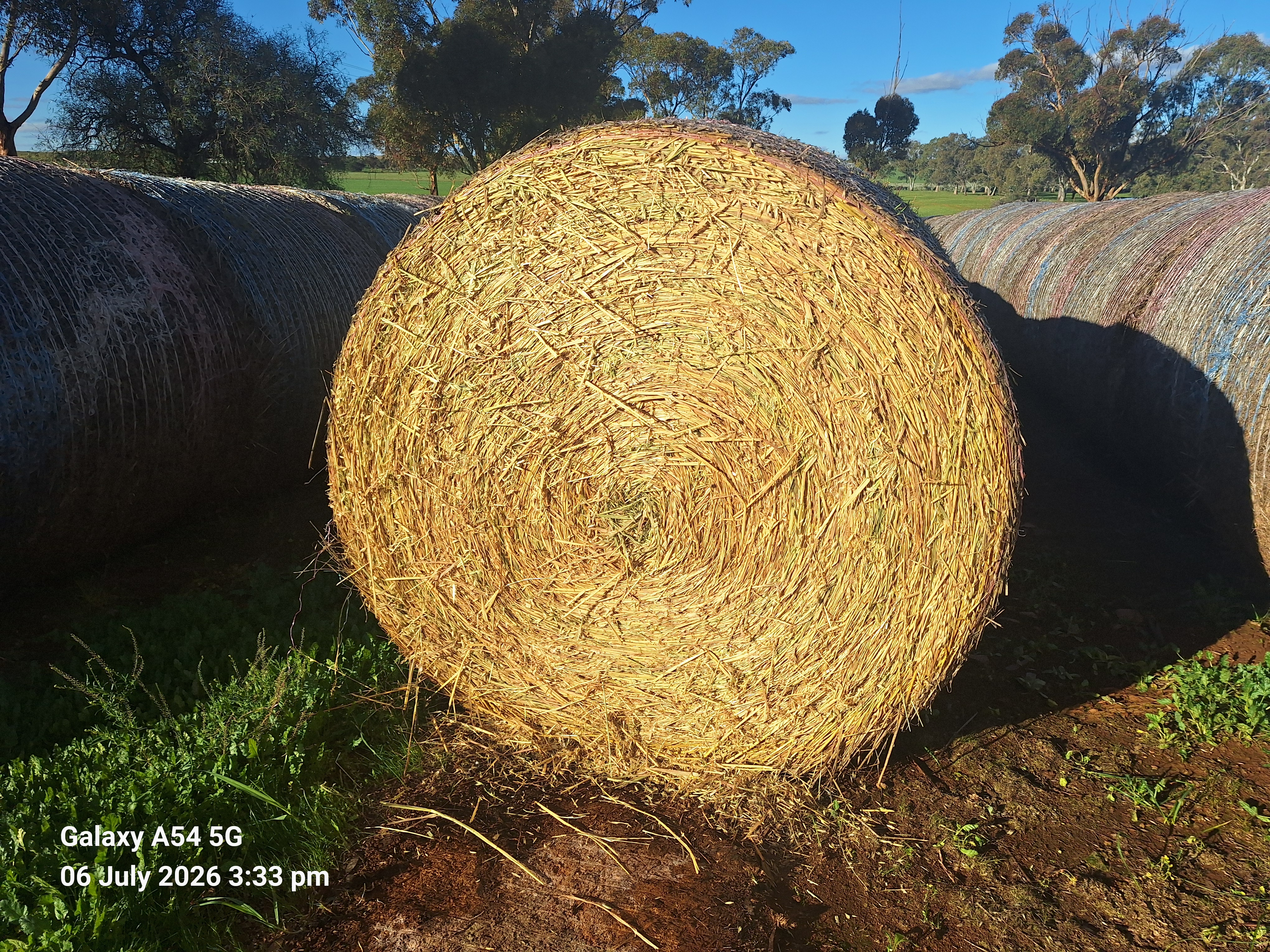 hay and grain 5